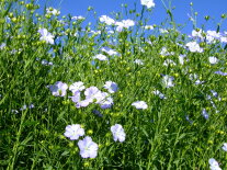Leinbestand mit lila-blauen Blüten und grünen Stängeln und Blättern