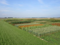 Das Foto zeigt eine Versuchsfläche mit unterschiedlichen landwirtschaftlichen Kulturen wie z.B. Getreide, Quinoa und Sorghum