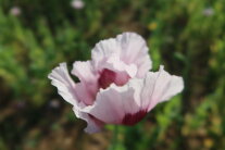 Das Foto zeigt eine Mohnblüte in Blassrosa