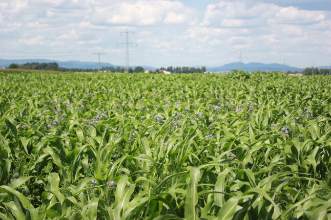 Ein Feld mit Sorghum und blühenden Untersaaten