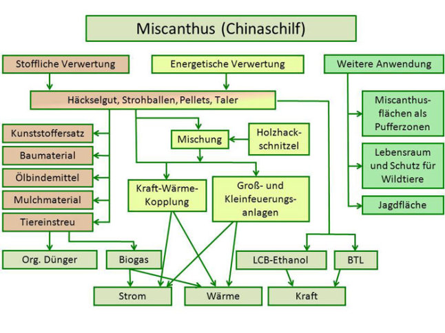 Übersicht Miscanthus - Grafik