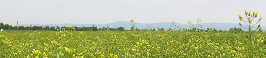 Leindotterfeld bei Straubing