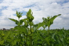 Blattbecher mit beginnender Silphie-Blüte