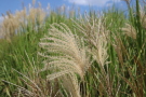 Blütenstand-Miscanthus