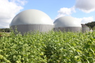 Sida-Bestand vor Biogasanlage in Degerndorf