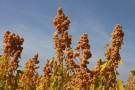 Orangefarbener Fruchtstand während der Abreife im Herbst