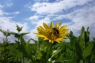 Bräunlich gestreifte Honigbiene auf einer gelben Silphie-Blüte