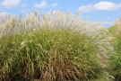 Miscanthus-Bestand in der Blüte