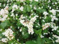 Blütenstände von Buchweizen mit weißen Blütenblättern und Honigbiene