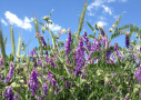 Bestand von Wickroggen mit lilafarbenen Blüten. Die Stängel sowie die Fieder- und Rankblätter sind grün
