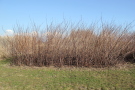 Abgereifter IGNISCUM-Bestand im Winter