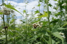 Honigbiene auf Sida-Blüte beim Nektar- und Pollensammeln