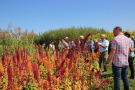 Das Foto zeigt eine Besuchergruppe bei einem Feldtag. Die Gruppe befindet sich vor einer Amarantparzelle mit farbenprächtigen, roten Rispen. Im Hintergrund sind weitere Pflanzen, u.a. die Durchwachsene Silphie mit gelben Blüten, zu sehen.
