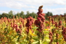 Rötlicher Fruchtstand während der Abreife im Herbst