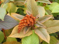 Amarantpflanze mit orangefarbendem Fruchtstand in der Blüte