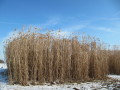 Abgereifter Miscanthus-Bestand im Winter