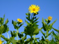 Blattbecher mit Silphie-Blüte