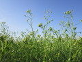 Leindotterbestand in der Blüte mit beginnender Fruchtbildung