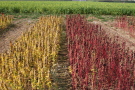 Quinoa-Bestand mit verschiedenfarbigen Sorten im Herbst