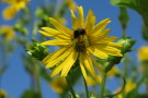 Blütenbesucher auf einer Silphieblüte 