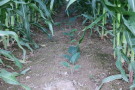 Silphie unter Mais-Bestand
