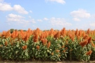 Amarant-Bestand mit orangefarbenden Rispenständen