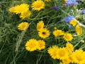 Steinhummel auf einer Blüte der Färber-Hundskamille