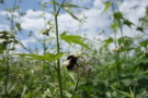 Steinhummel auf Sida-Blüte beim Nektar- und Pollensammeln