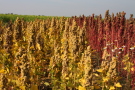 Gelbliche und rötliche Fruchtstände im Herbst