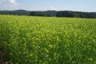 Leindottefeld mit gelben Blüten