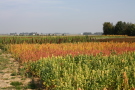 Versuchsfeld mit abreifenden Quinoabeständen im Herbst