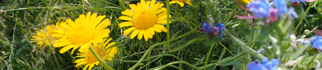 Wildpflanzen auf dem Feld