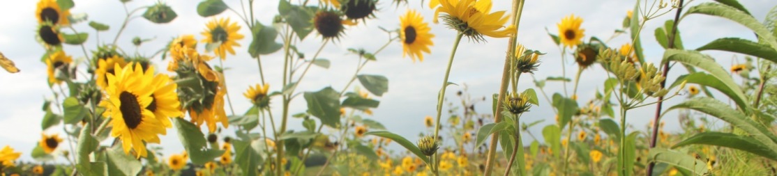 Blütenbesucher auf gelber Blüte