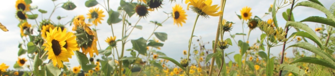 Blütenbesucher auf gelber Blüte