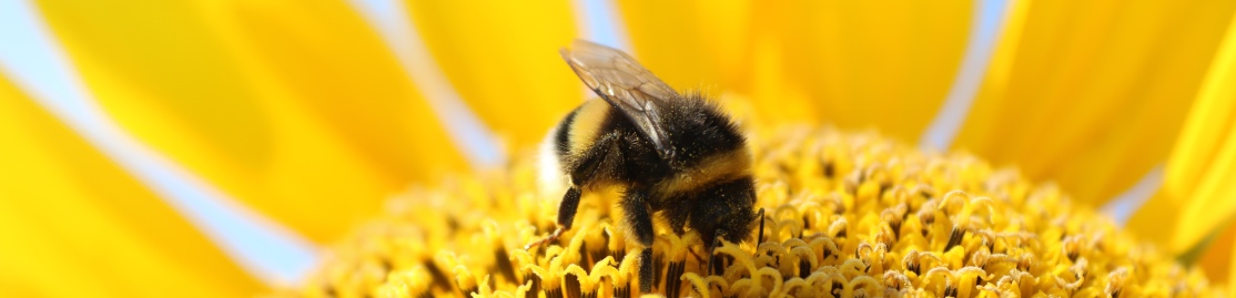 Hummel auf Sonnenblume