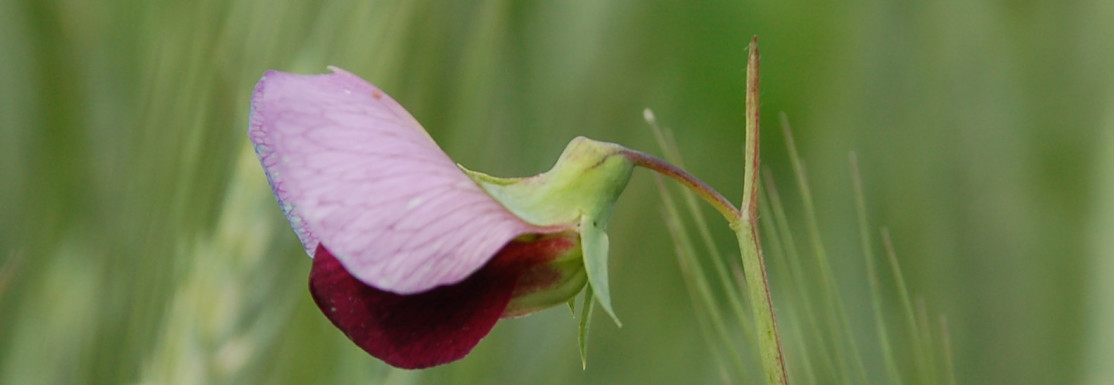 Blüte einer Leguminose
