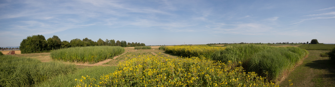 Verfuchsfeld Straubing 