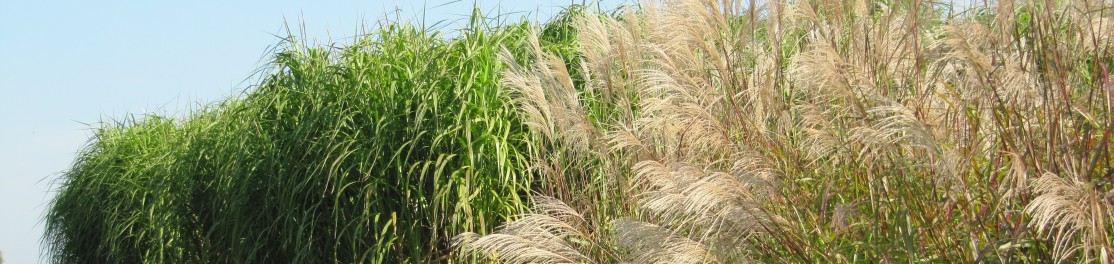 Miscanthus-Bestand