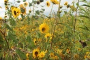 Blütenbesucher auf gelber Blüte