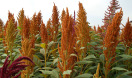 Amaranth Screening