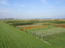 Das Foto zeigt eine Versuchsfläche mit unterschiedlichen landwirtschaftlichen Kulturen wie z.B. Getreide, Quinoa und Sorghum