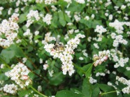 Blütenstände mit Honigbiene
