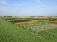 Das Foto zeigt eine Versuchsfläche mit unterschiedlichen landwirtschaftlichen Kulturen wie z.B. Getreide, Quinoa und Sorghum