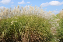 Miscanthus-Bestand in der Blüte