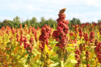 Quinoa auf den TFZ Versuchsflächen