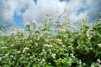 Buchweizenbestand in der Blüte