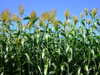 Sorghum