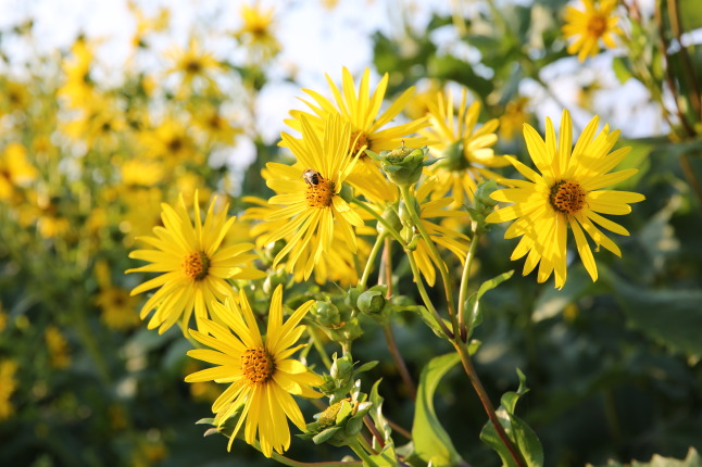 Blüten der Durchwachsenen Silphie