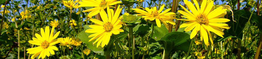 Durchwachsene Silphie im TFZ-Schaugarten