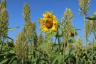 Eine Sonnenblumenblüte ist von Sorghumpflanzen umgeben